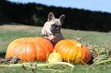 BOULEDOGUE FRANCAIS 137